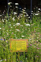 'Bee Friendly' sign amongst wildflowers, part of Friends of the Earth project in partnership with Bron Afon Housing Association. Llantarnam Industrial Park, Cwmbran, South Wales, UK. July 2014.