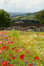 Wildflowers including Poppies (Papaver sp) and Ox eye daisies (Chrysanthemum leucanthemum) planted to attract bees as part of the Friends of the Earth 'Bee Friendly' project carried out with the Bron...