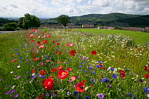 Wildflowers including Poppies (Papaver sp), Ox eye daisies (Chrysanthemum leucanthemum) and Cornflowers (Centaurea cyanus) planted to attract bees as part of the Friends of the Earth 'Bee Friendly' pr...