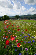 Wildflowers including Poppies (Papaver sp), Ox eye daisies (Chrysanthemum leucanthemum) and Cornflowers (Centaurea cyanus) planted to attract bees as part of the Friends of the Earth 'Bee Friendly' pr...