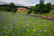 Wildflowers planted on roadside to attract bees as part of the Friends of the Earth 'Bee Friendly' campaign with the Bron Afon Community Housing Association, Cwmbran, South Wales, UK. July 2014.