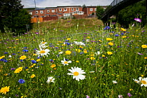Ox eye daisies (Chrysanthemum leucanthemum) and Meadow buttercups (Ranunculus acris) sown to attract bees as part of the Friends of the Earth 'Bee Friendly' campaign with the Bron Afon Community Housi...