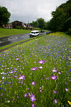 Wildflowers including Corncockle (Agrostemma githago) and Cornflowers (Centaurea cyanus) planted on roadside to attract bees. Part of the Friends of the Earth 'Bee Friendly' campaign with the Bron Afo...
