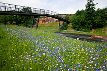 Wildflowers planted on roadside to attract bees as part of the Friends of the Earth 'Bee Friendly' campaign with the Bron Afon Community Housing Association, Cwmbran, South Wales, UK. July 2014.