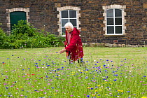 Elderly woman enjoying wildflower garden, sown to attract bees as part of the Friends of the Earth 'Bee Friendly' campaign with the Bron Afon Community Housing Association, Cwmbran, South Wales, UK. J...