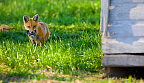 North American Red fox (Vulpes vulpes) returning to den with rodent prey for cubs, Saskatchewan, Canada, May.