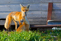 North American Red fox (Vulpes vulpes) with cub at den site, Saskatchewan, Canada, May.