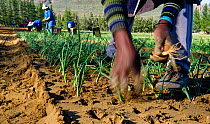 Woman planting Onions (Allium cepa) on Suikerbossie farm, Koue Bokkeveld / Cedarberg region, South Africa. October 2013.