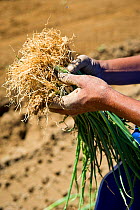 Woman planting Onions (Allium cepa) on Suikerbossie farm, Koue Bokkeveld / Cedarberg region, South Africa. October 2013.