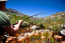 An employee from 'Cape Nature', a government conservation department, fishing for introduced Rainbow trout (Oncorhynchus mykiss) in an attempt to eradicate them from the Krom River, Cedarberg Mountain...