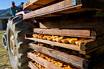 Halved Peaches (Prunus persica) transported by tractor, Suikerbossie farm, Koue Bokkeveld / Cedarberg region, Western Cape, South Africa. February 2014.