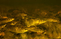 Schooling group of Clanwilliam sawfin (Barbus serra) migrating upriver to spawn. Once widespread and abundant, this endemic species is now classified as Endangered. Driehoek River, Cederberg Mountains...