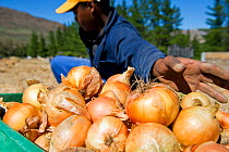 Farm workers harvesting Onions (Allium cepa), Suikerbossie farm, Koue Bokkeveld / Cedarberg region, South Africa. February 2014.
