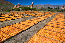 Halved Peaches (Prunus persica) drying on trays outside in the sun. Suikerbossie farm, Koue Bokkeveld / Cedarberg region, Western Cape, South Africa. February 2014.