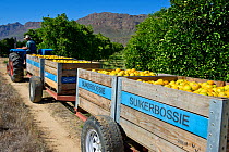 Trailers of harvested Oranges (Citrus sp) on Suikerbossie farm, Koue Bokkeveld / Cedarberg region, South Africa. February 2014.
