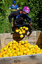 Farm workers harvesting Oranges (Citrus sp) on Suikerbossie farm, Koue Bokkeveld / Cedarberg region, South Africa. February 2014.