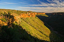 Afternoon light over river gorge, Oorlogskloof Nature Reserve, Northern Cape, South Africa. The river in this gorge is one of the two known breeding sites for the Endangered Clanwilliam sandfish (Labe...