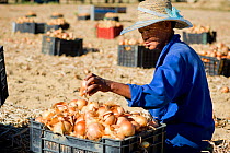 Farm workers harvesting Onions (Allium cepa), Suikerbossie farm, Koue Bokkeveld / Cedarberg region, South Africa. February 2014.