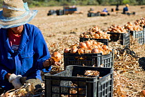 Farm workers harvesting Onions (Allium cepa), Suikerbossie farm, Koue Bokkeveld / Cedarberg region, South Africa. February 2014. Model released