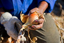 Woman harvesting Onions (Allium cepa) on Suikerbossie farm in the Koue Bokkeveld / Cedarberg region of South Africa.