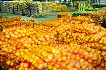 Fruit from Suikerbossie farm at a central warehouse in Cape Town, ready to be taken to market. South Africa.