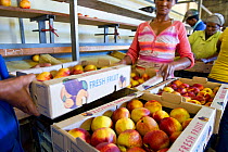 Nectarines (Prunus persica) sorted by size in the packing shed on Suikerbossie farm, Koue Bokkeveld / Cedarberg region, Western Cape, South Africa. February 2014.
