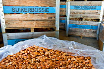 Halved Peaches (Prunus persica) in packing shed, ready for drying on trays outside in the sun. Suikerbossie farm, Koue Bokkeveld / Cedarberg region, Western Cape, South Africa.