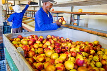 Workers sorting Nectarines (Prunus persica) by size in the packing shed on Suikerbossie farm, Koue Bokkeveld / Cedarberg region, Western Cape, South Africa. February 2014.
