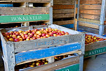 Nectarines (Prunus persica) sorted by size in the packing shed on Suikerbossie farm, Koue Bokkeveld / Cedarberg region, Western Cape, South Africa.