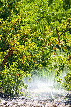Orange (Citrus sp) orchard irrigation on Suikerbossie farm, Koue Bokkeveld / Cedarberg region, Western Cape, South Africa. The water comes from rainwater, mountain run-off and the Twee River, which fl...