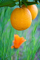 Oranges (Citrus sp) in orchard on Suikerbossie farm, Koue Bokkeveld / Cedarberg region, Western Cape, South Africa.