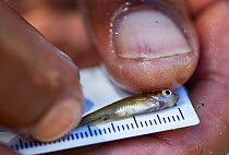 Juvenile Bass (Micropterus sp) measured as part of  Northern Cape Department of Environmental Affairs (DENC) freshwater fish survey. Oorlogskloof Nature Reserve, Northern Cape, South Africa. In summer...