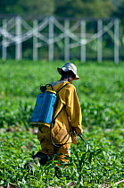 Farm worker spraying insecticide on a field of Green beans (Phaseolus vulgaris). Commercial bean farm, Tanzania, East Africa. December 2010.
