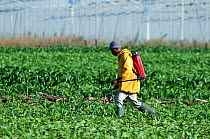 Farm worker spraying insecticide on a field of Green beans (Phaseolus vulgaris). Commercial bean farm, Tanzania, East Africa. December 2010.