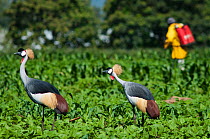 Two Grey crowned cranes (Balearica regulorum gibbericeps) foraging in a field of beans near a farm worker spraying insecticide. Commercial farm, Tanzania, East Africa. December 2010.