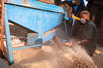 A man shoveling Maize (Zea mays) corn into a pile after the corn has been shelled (removed from the cob) by a machine. Commercial farm, Tanzania, East Africa. October 2011.