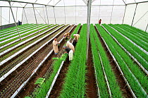 Women harvesting Chives (Allium schoenoprasum) in greenhouse on commercial farm in Tanzania, East Africa. October 2011.