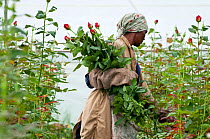Woman picking Roses (Rosa sp) in greenhouse on commercial rose farm, Tanzania, East Africa. October 2011.