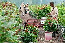 Workers harvesting Roses (Rosa sp) in greenhouse to be bunched and packed for export. Commercial rose farm, Tanzania, East Africa. October 2011.