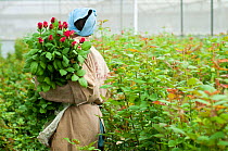 Woman picking Roses (Rosa sp) in greenhouse on commercial rose farm, Tanzania, East Africa. October 2011. Model released