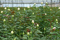 Cream Roses (Rosa sp) growing in greenhouse on commercial rose farm, Tanzania, East Africa.