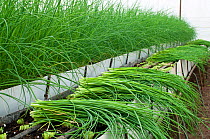 Harvested Chives (Allium schoenoprasum) on a commercial farm, Tanzania, East Africa.