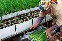 Woman harvesting and packing Chives (Allium schoenoprasum) on a commercial farm, Tanzania, East Africa. October 2011.