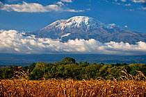 Field of African maize (Zea Mays) below Mount Kilimanjaro, Tanzania, East Africa. August 2010.