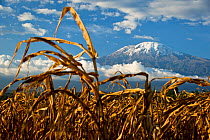 Field of African maize (Zea Mays) below Mount Kilimanjaro, Tanzania, East Africa. August 2010.