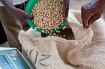 Workers pouring and weighing Coffee (Coffea arabica) beans, Commercial coffee farm, Tanzania, East Africa. Model released