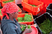 Woman packing Green beans (Phaseolus vulgaris) on a commercial farm, Tanzania, East Africa. October 2011.