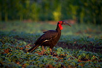 Abyssian ground hornbill (Bucorvus abyssinicus) foraging in a field of beans. Commercial farm, Tanzania, East Africa.