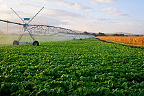 Pivot irrigation on a field of Green beans (Phaseolus vulgaris), the lower slopes of Mount Meru and a field of maize visible beyond. Commercial farm, Tanzania, East Africa. October 2012.