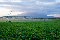 Pivot irrigation on a field of Green beans (Phaseolus vulgaris), Mount Meru visible beyond. Commercial farm, Tanzania, East Africa. October 2012.